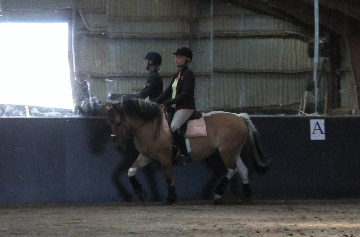 Anden særlig race Emma Merci (Min prinsesse) mit et & alt<3 - Dressurtræning d. 5 sep 2012;*.
 billede 18