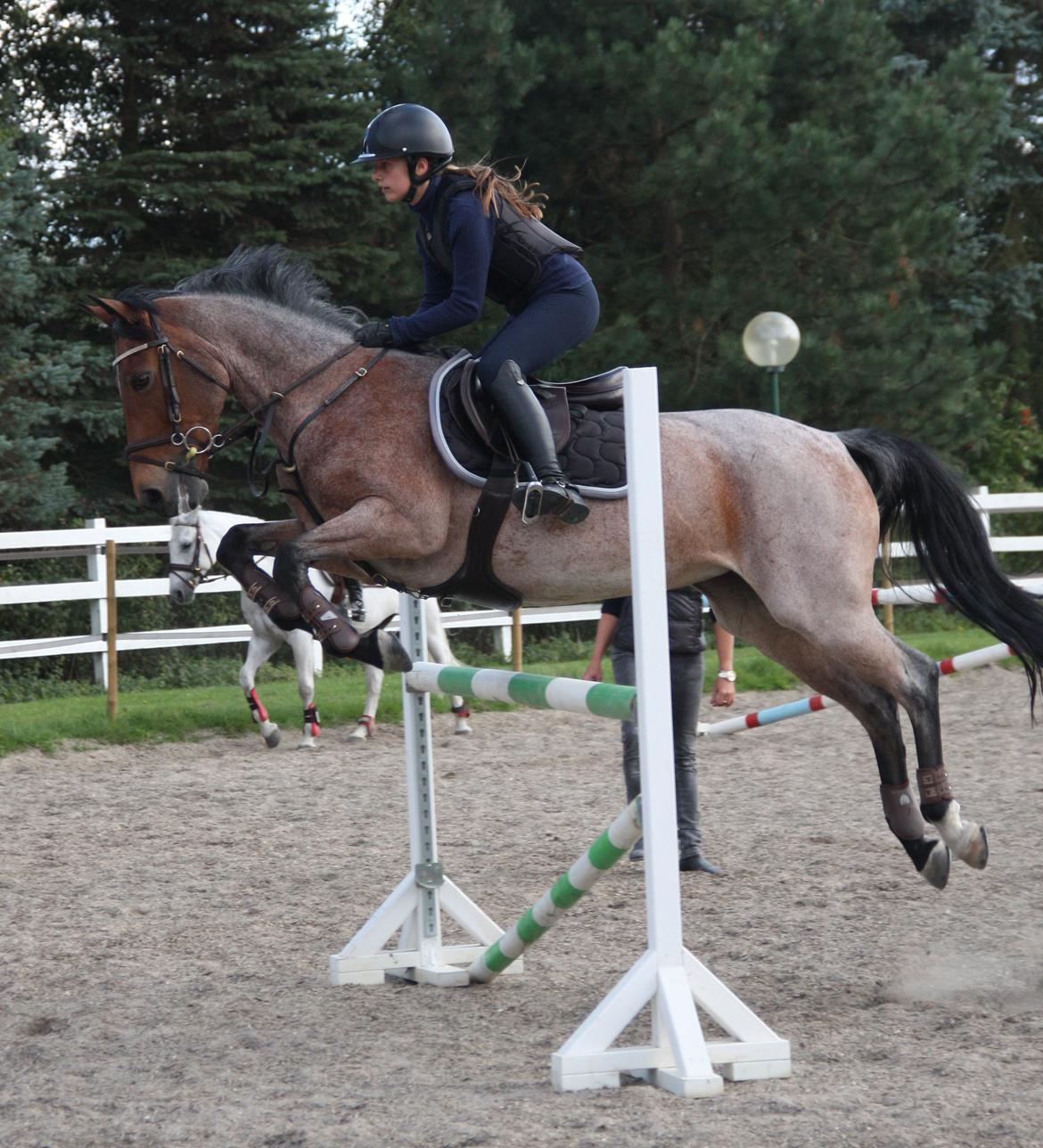 Irsk Sportspony Copper Caramel - <3 
Foto: Celeste billede 16