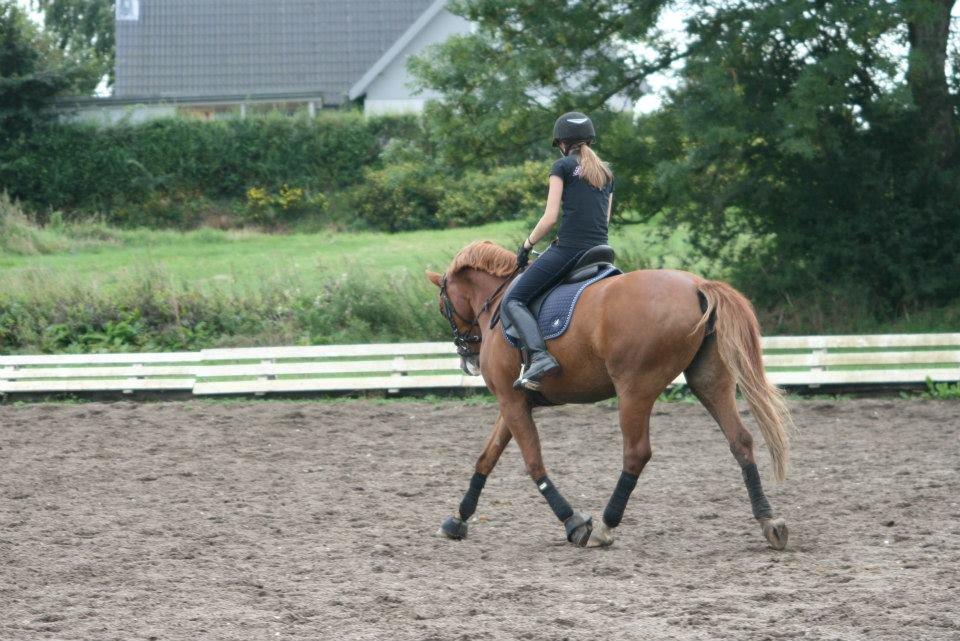 Frederiksborg Chica - GADETØSEN! <3 - Hun er ved at blive helt sej! 
MIN STJERNE <3  billede 19