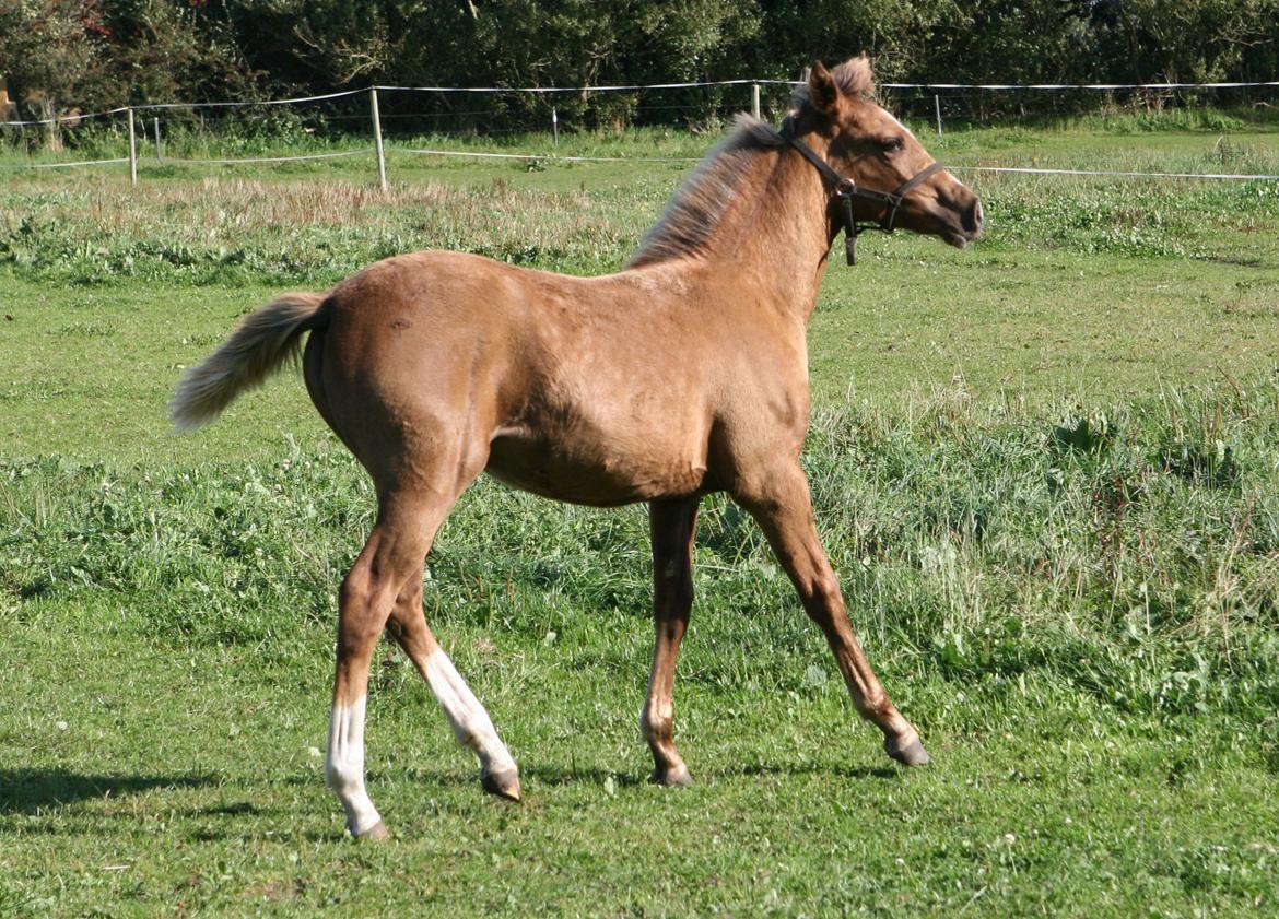 DSP Lykkebo Akita billede 15