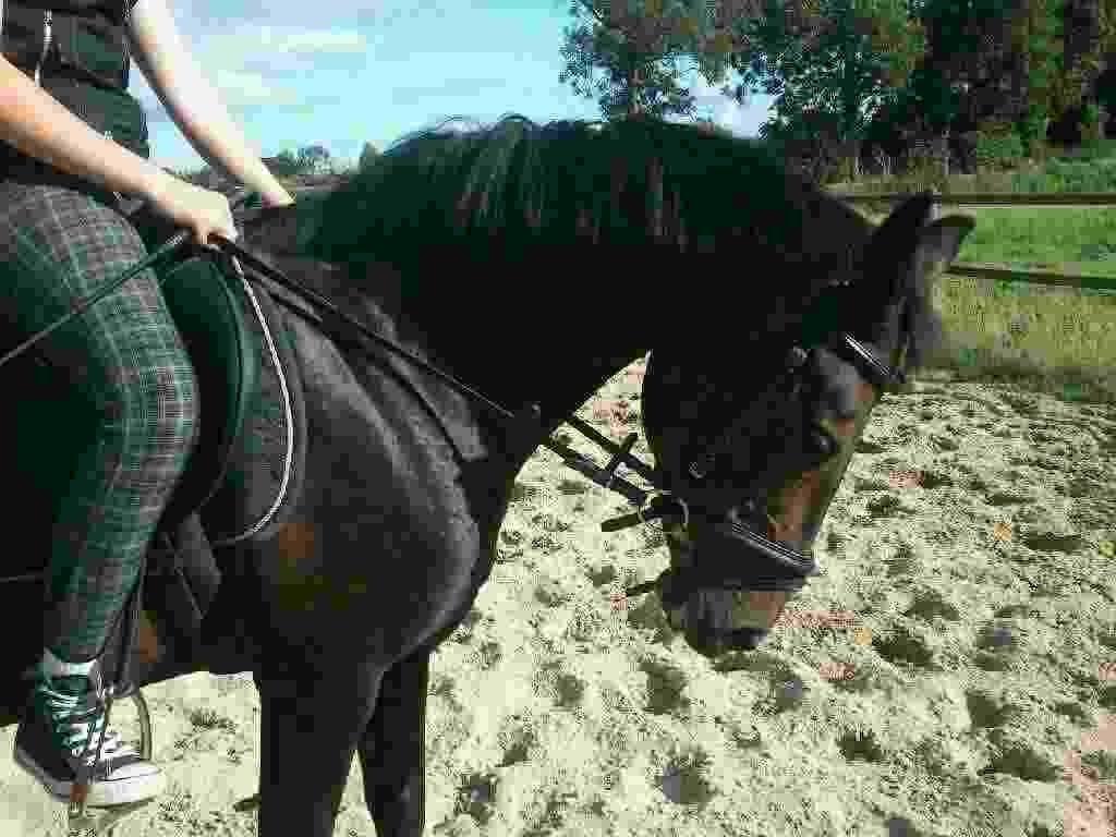 Anden særlig race Cirkeline - søtte sille<3 billede 11