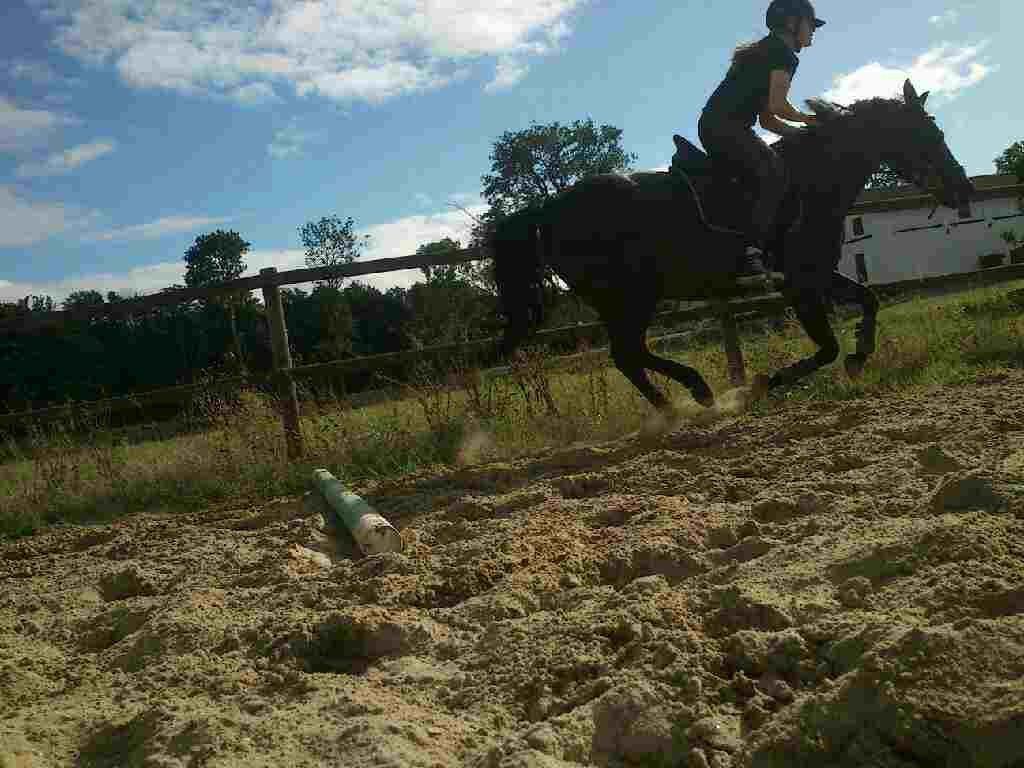 Anden særlig race Cirkeline billede 13