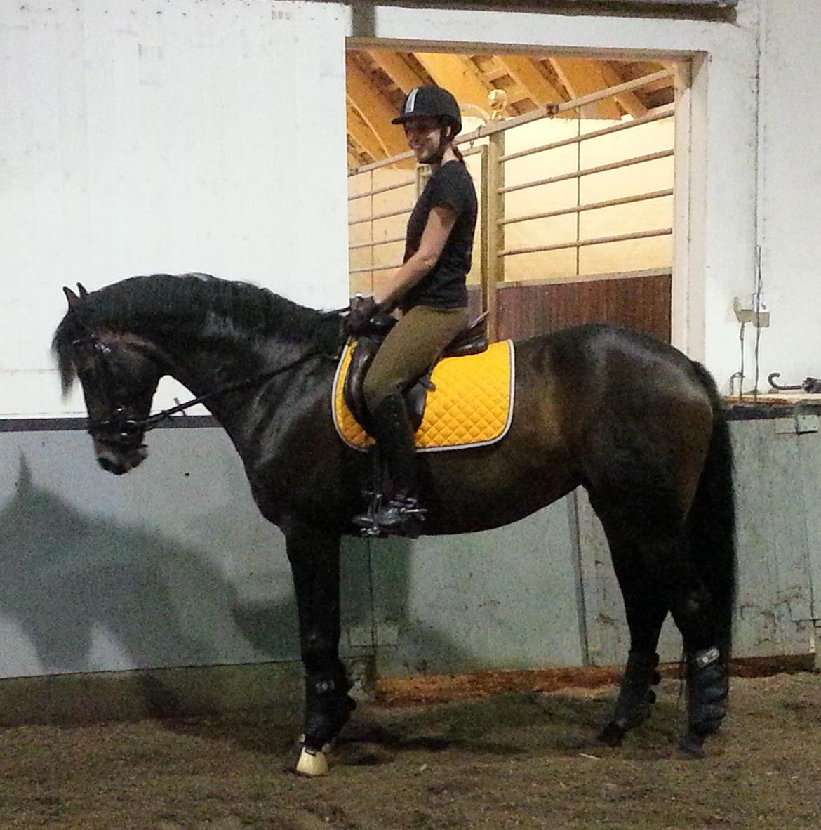 Dansk Varmblod Lunderup's Larina RDH billede 12