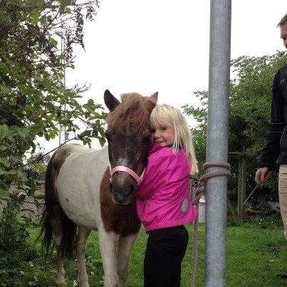 Shetlænder sassy billede 8