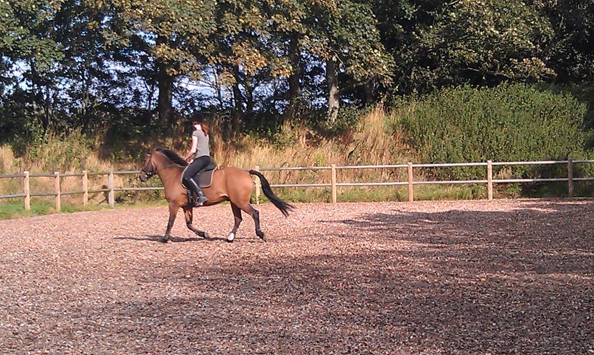 Anden særlig race Lukas Bathalomæus billede 10