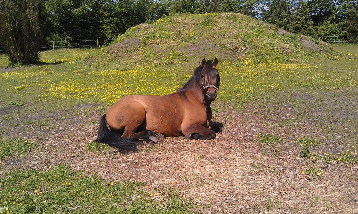 Anden særlig race Lukas Bathalomæus billede 12