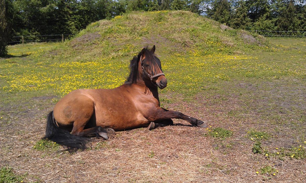 Anden særlig race Lukas Bathalomæus billede 13