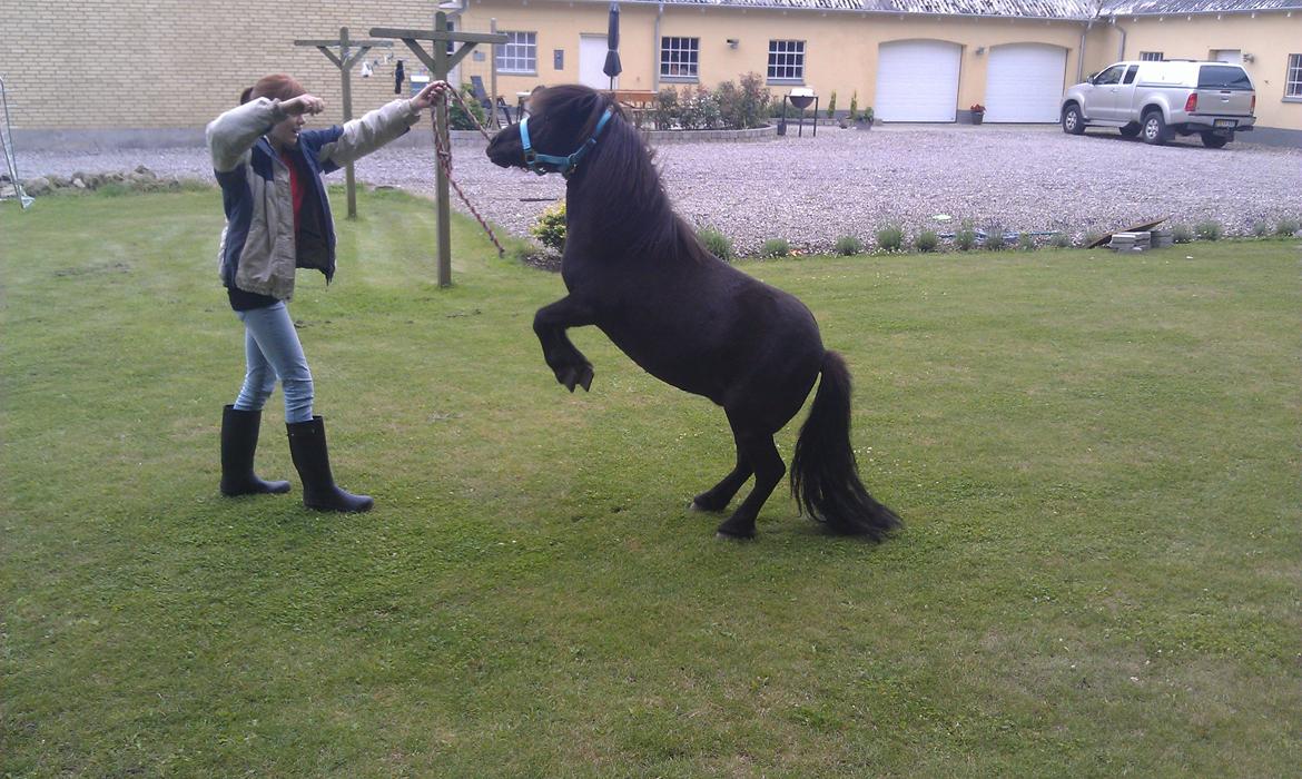 Shetlænder Stengårdens Malou - Velkommen billede 1
