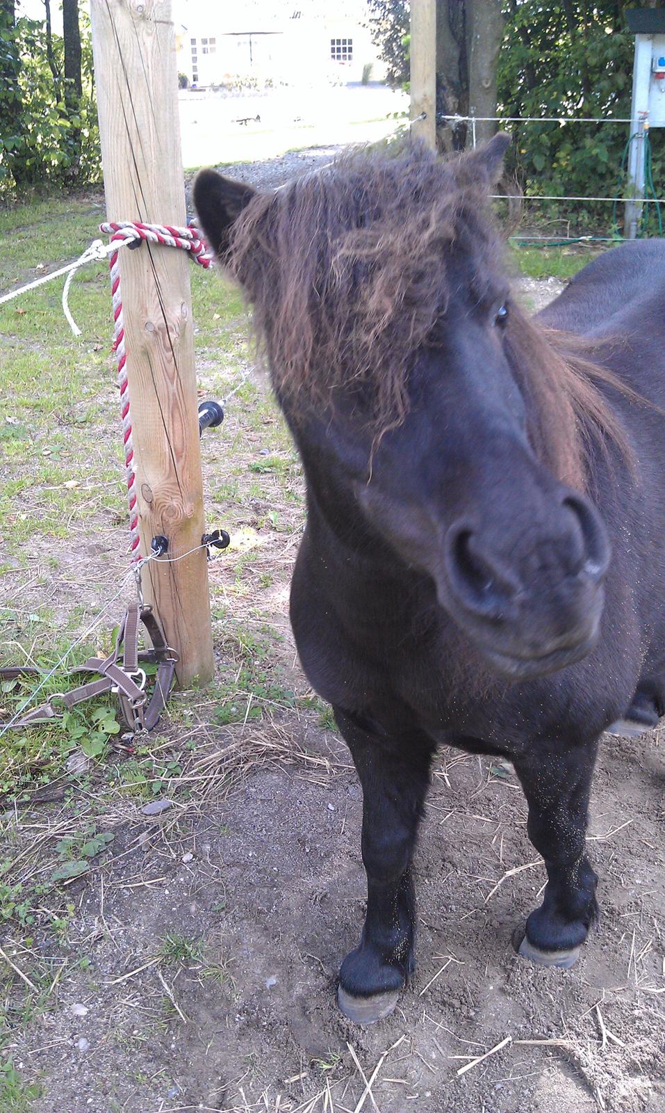 Shetlænder Stengårdens Malou billede 2