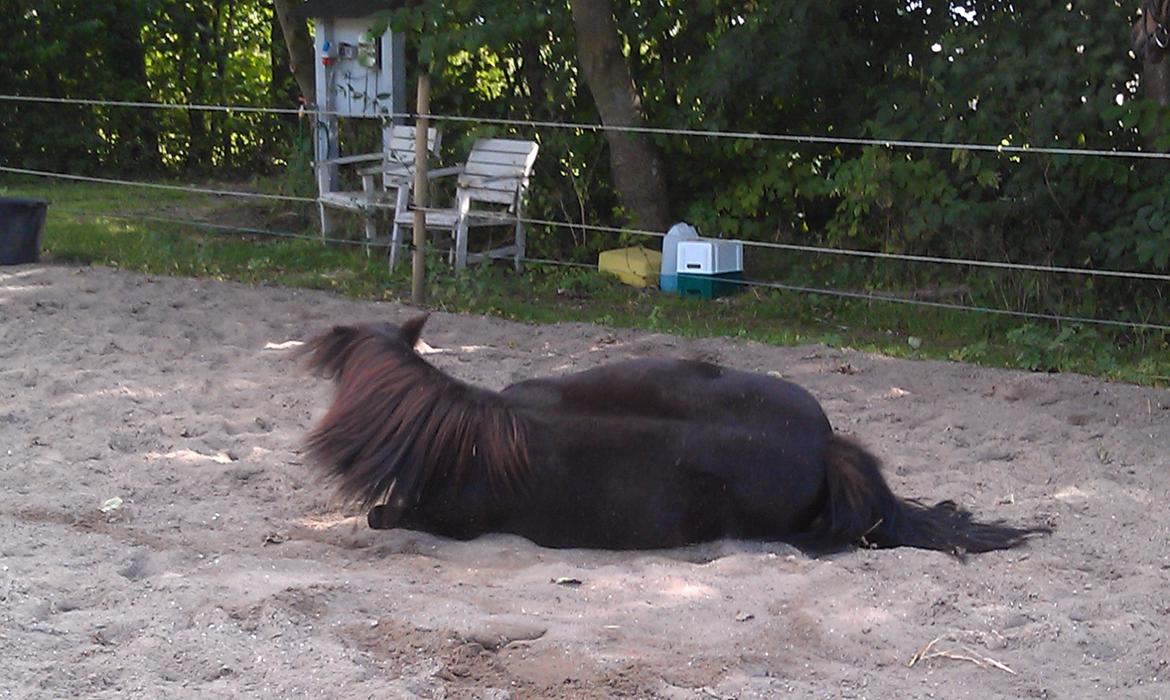 Shetlænder Stengårdens Malou billede 3