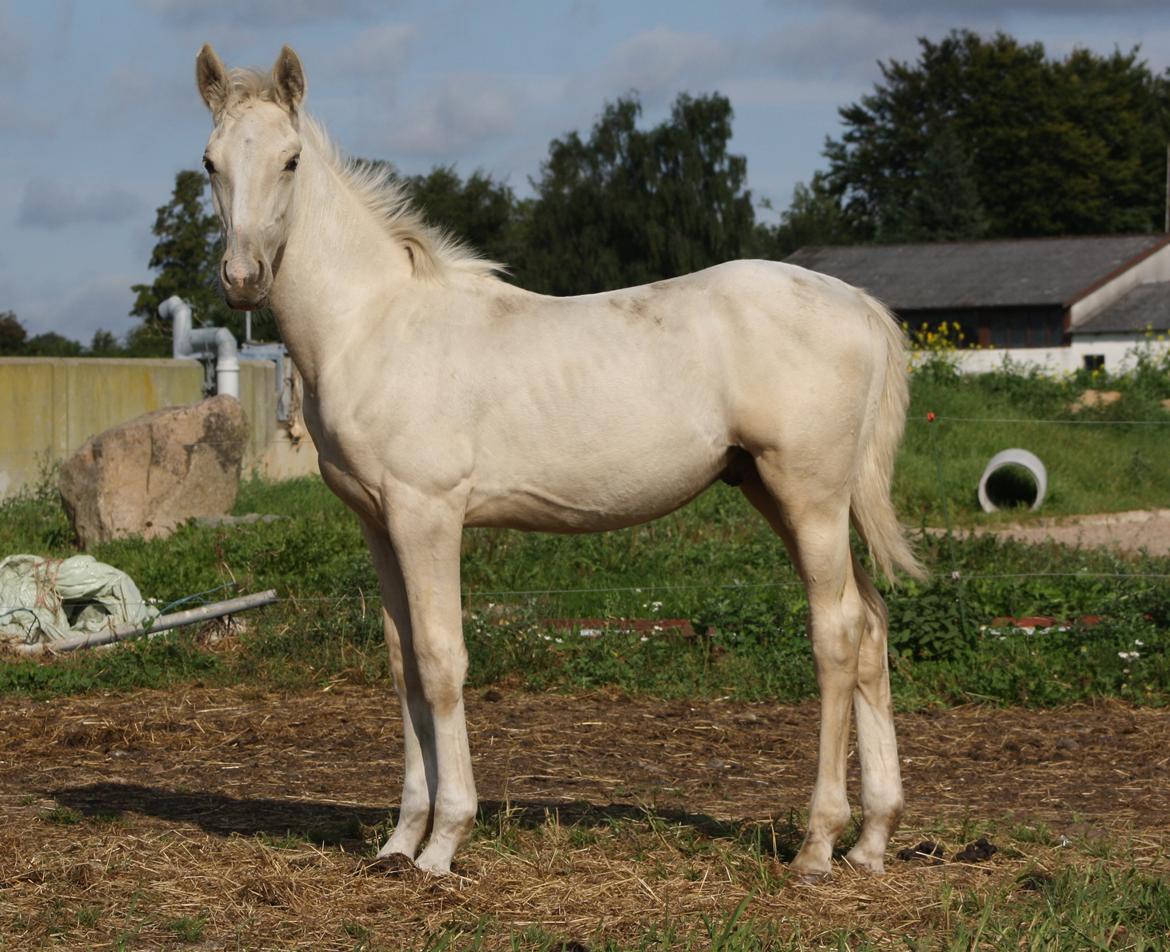 Palomino MiTho´s Diablo Blanco billede 9