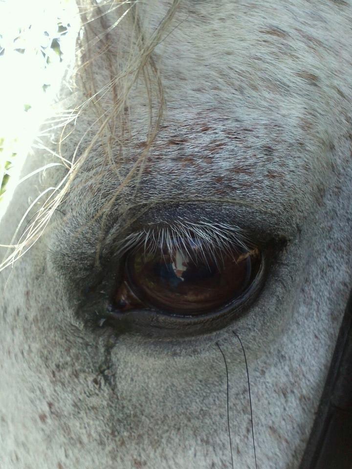 Arabisk fuldblod (OX) Silver baby ( tidligere hest )  billede 16