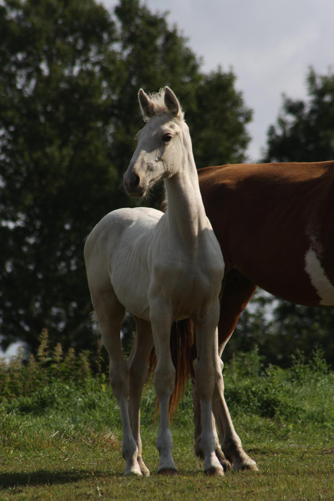 Palomino MiTho´s Diablo Blanco billede 12