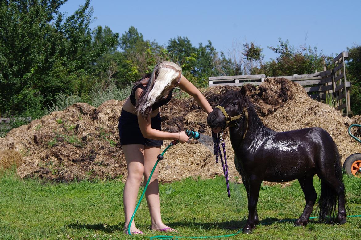 Shetlænder Dolf billede 18
