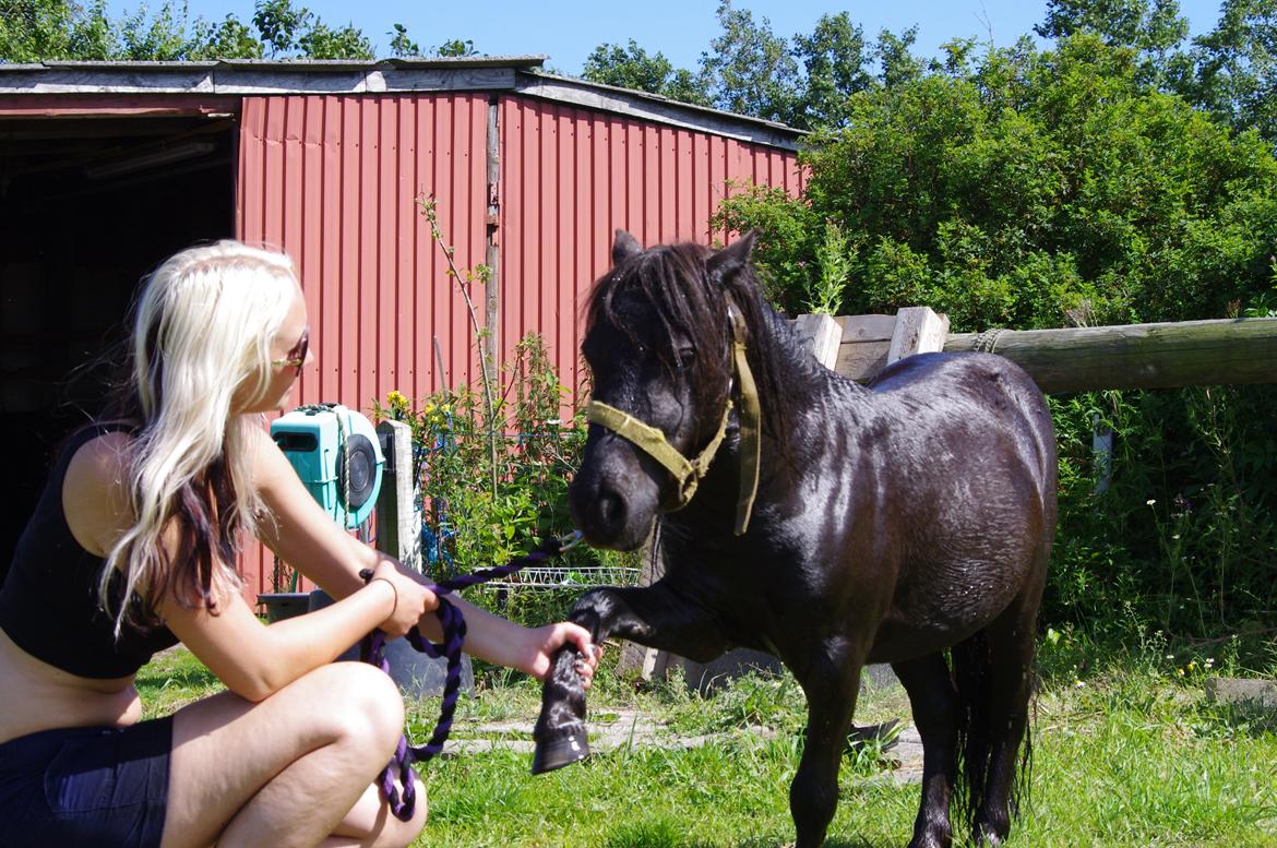 Shetlænder Dolf billede 19
