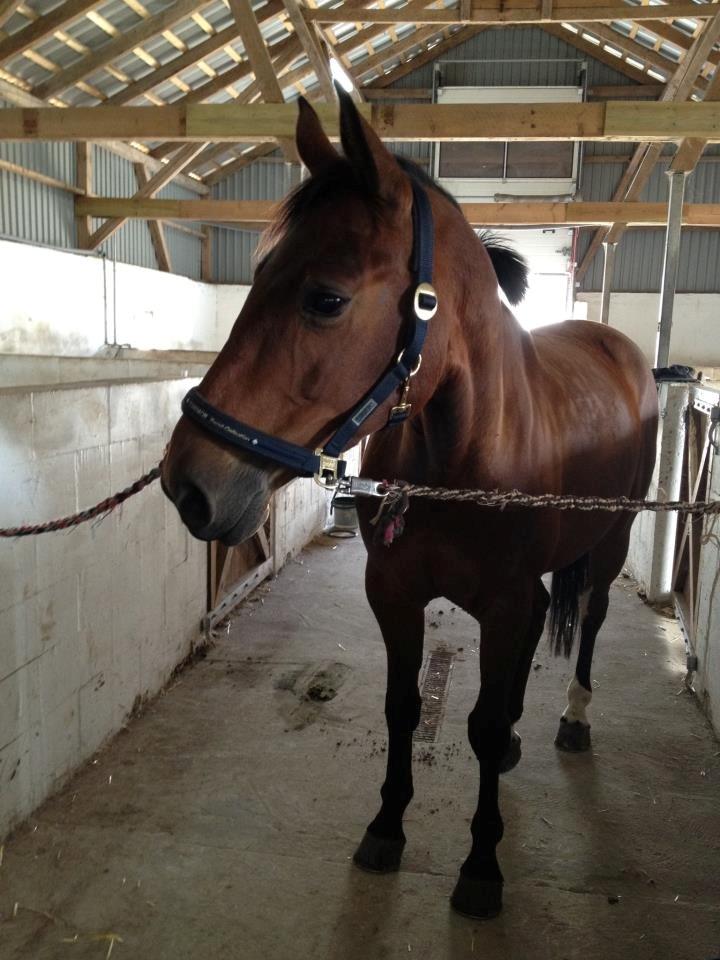 Anden særlig race Nikita   *TUTTE*   >>VBH<< - 3/ Min lækre dame, d. 6 september 2012. (Foto: Mig) billede 3