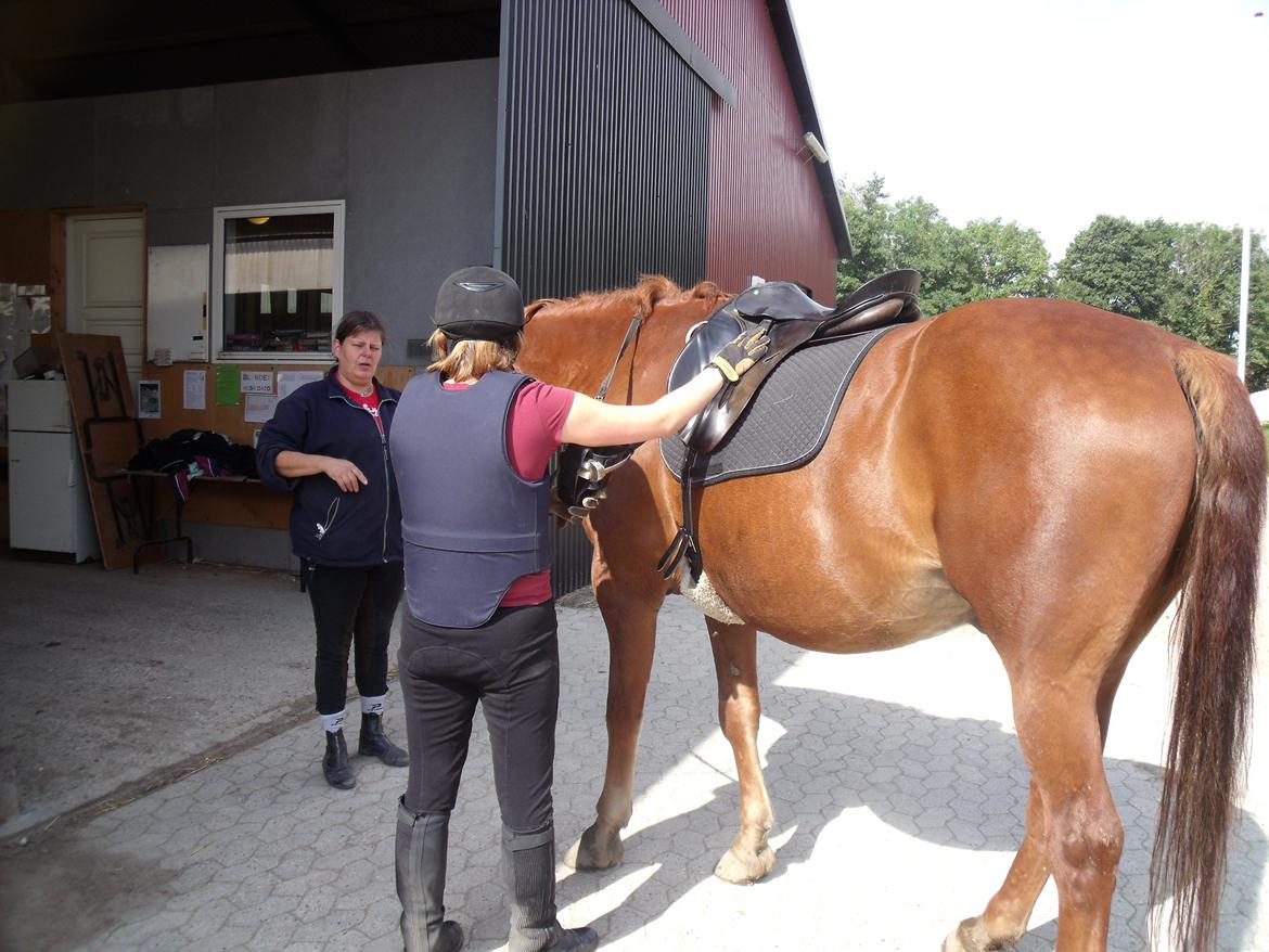 Dansk Varmblod Jarl billede 8