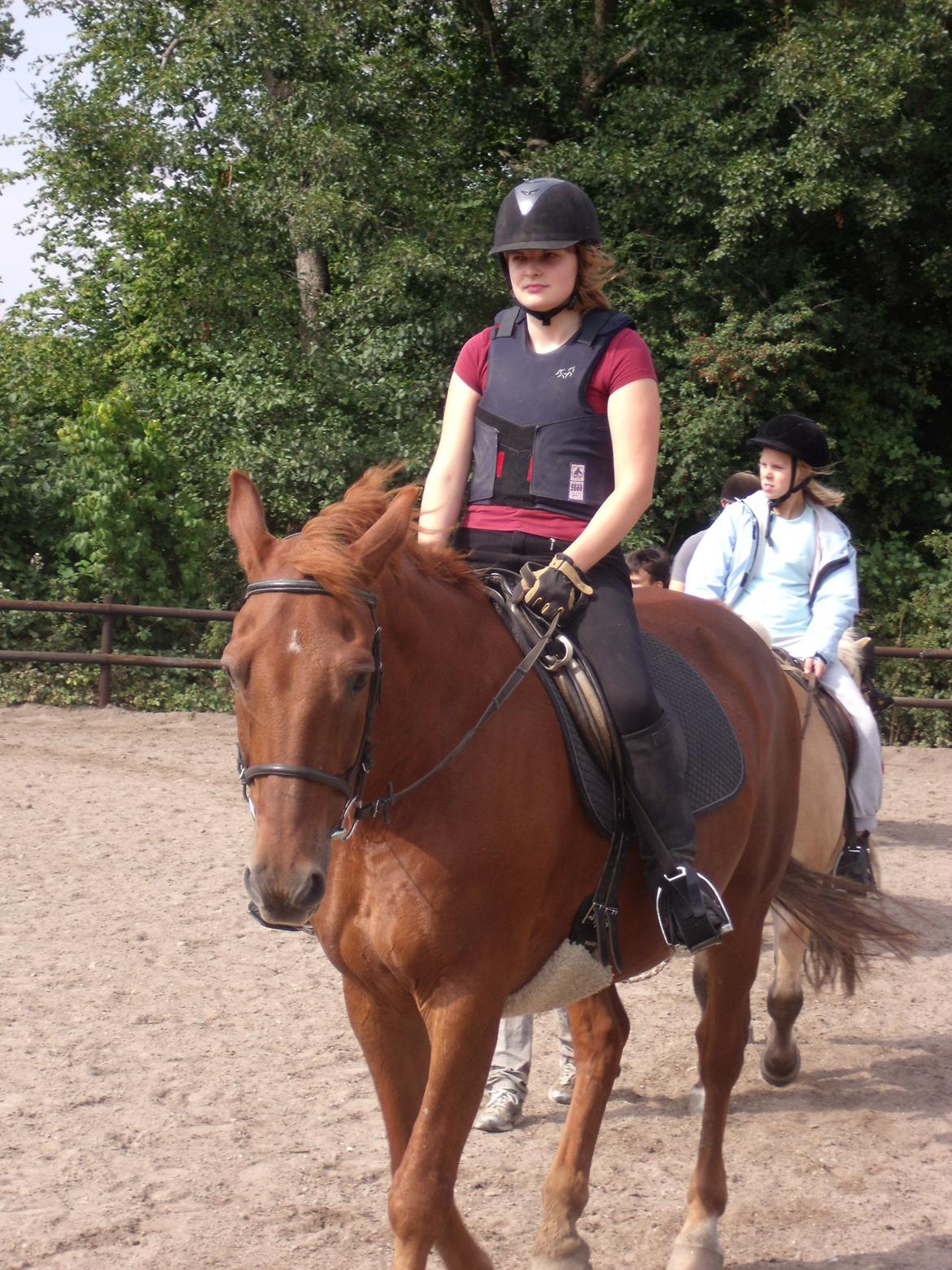 Dansk Varmblod Jarl billede 9