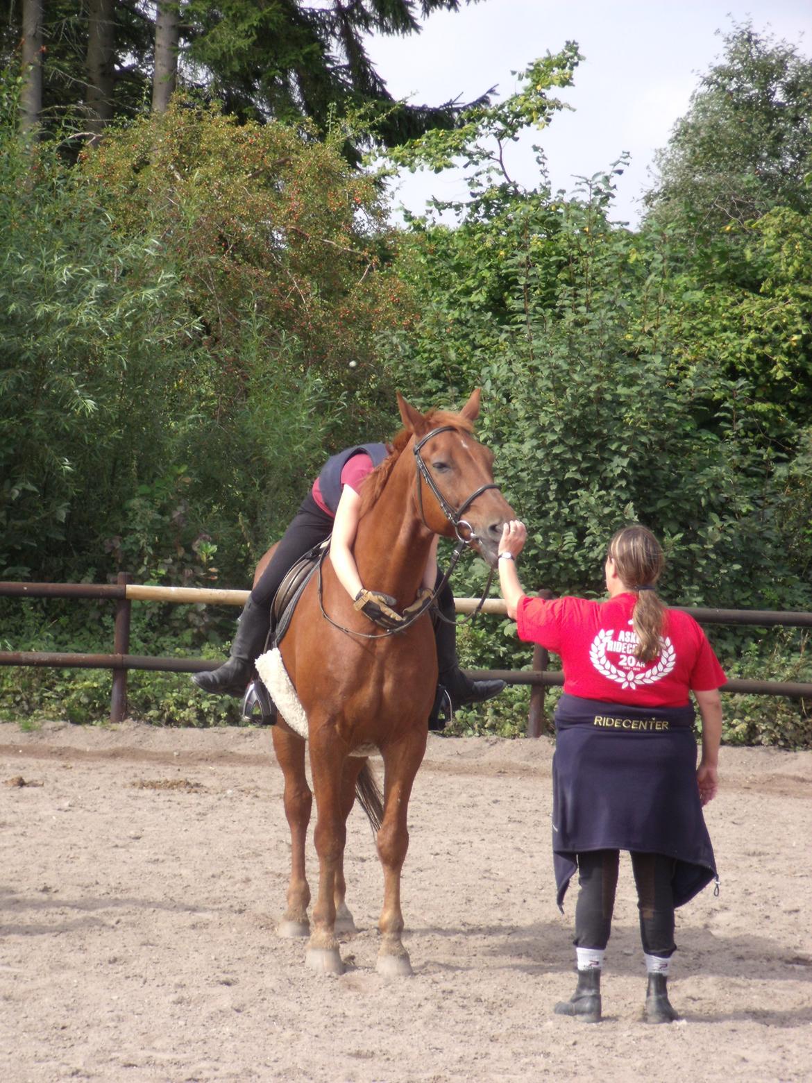 Dansk Varmblod Jarl billede 10