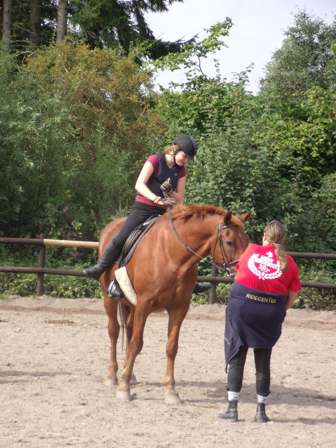 Dansk Varmblod Jarl billede 11