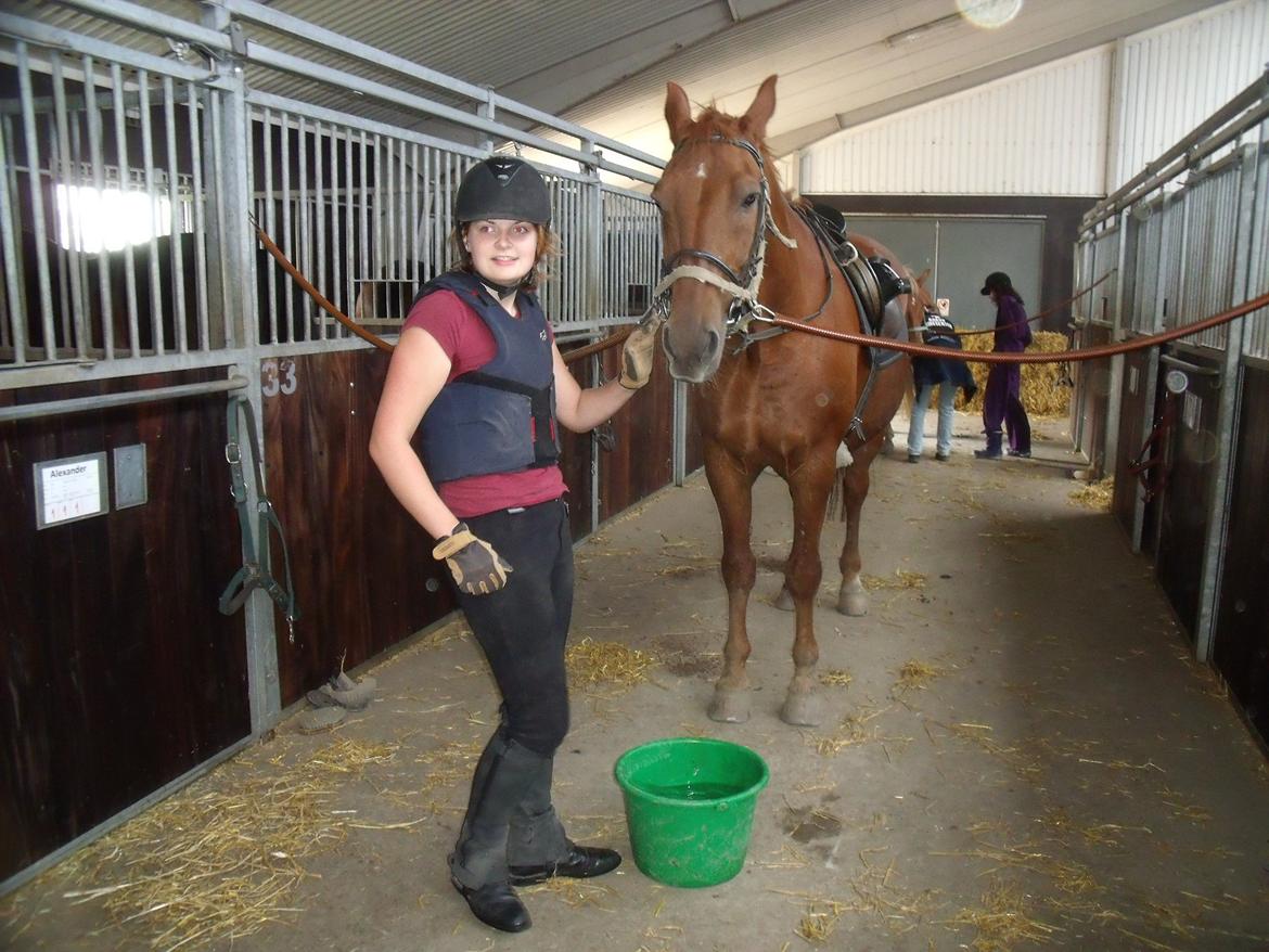 Dansk Varmblod Jarl billede 12