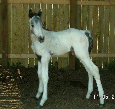 Knabstrupper Askgaardens Murano - Kun 4 dage gammel :o) billede 20
