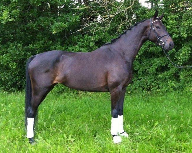 Dansk Varmblod Feodora Khan billede 4