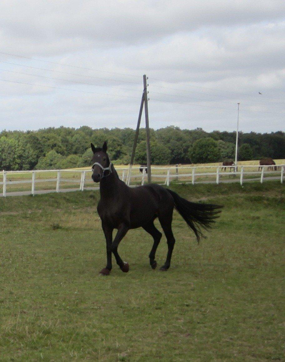 Dansk Varmblod Feodora Khan billede 5