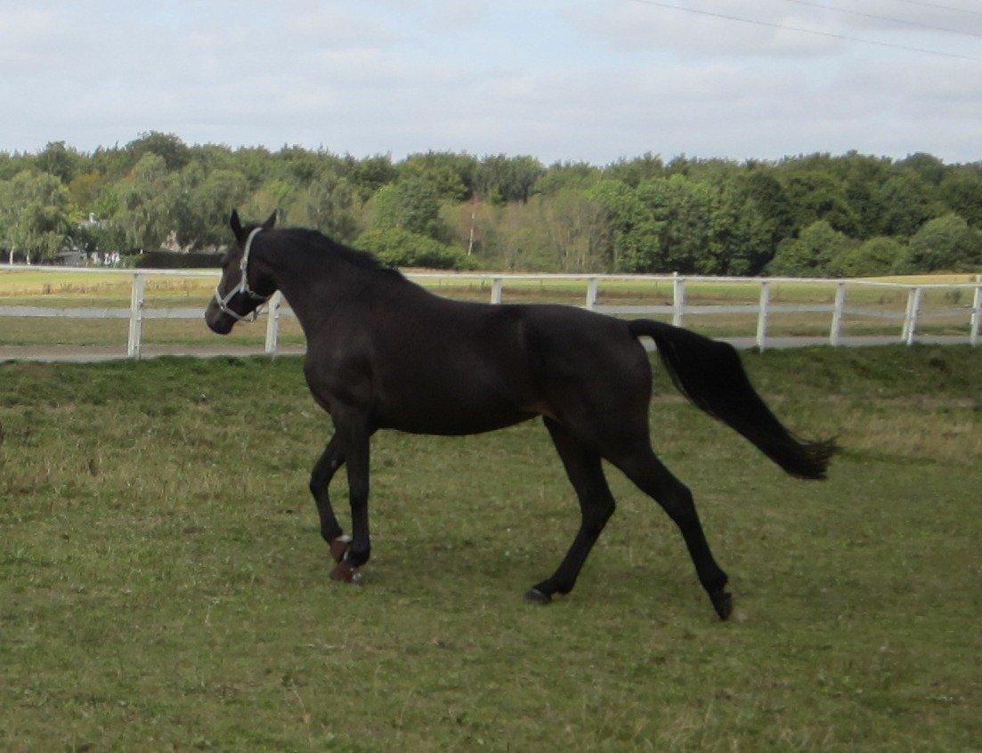 Dansk Varmblod Feodora Khan billede 6