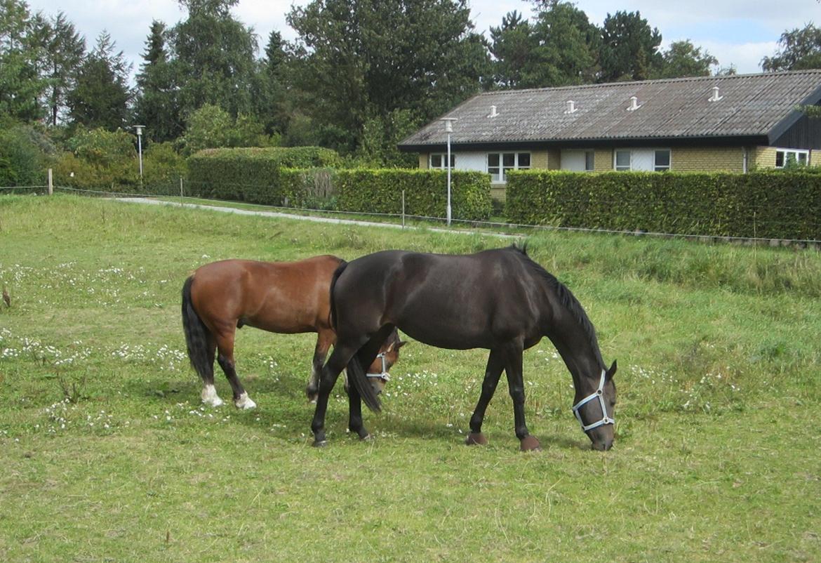 Dansk Varmblod Feodora Khan billede 7