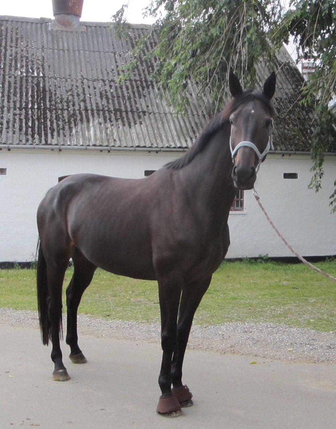 Dansk Varmblod Feodora Khan billede 8