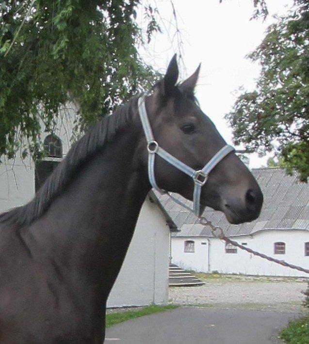 Dansk Varmblod Feodora Khan billede 9