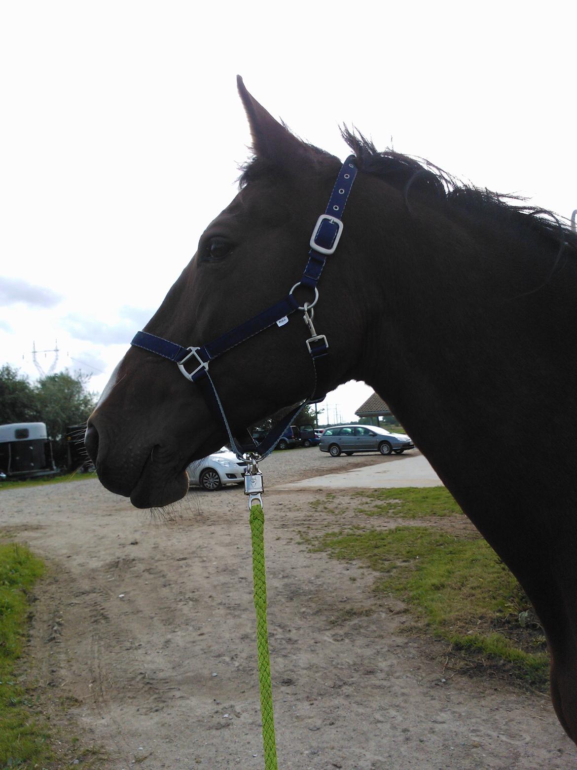 Oldenborg Yasmin (Molique) - Opmærksom <3 billede 10