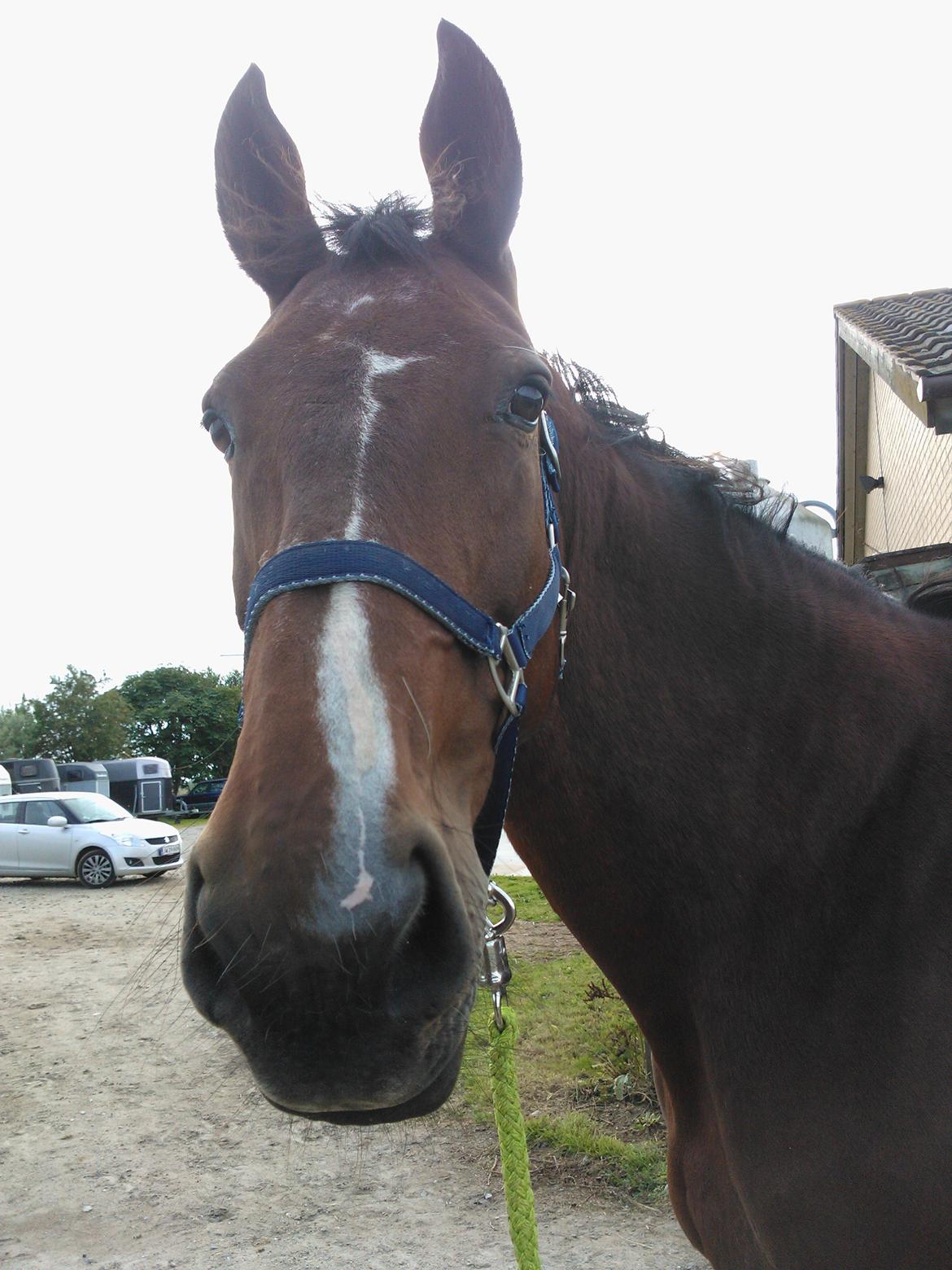 Oldenborg Yasmin (Molique) - ''Heej! :D'' billede 11