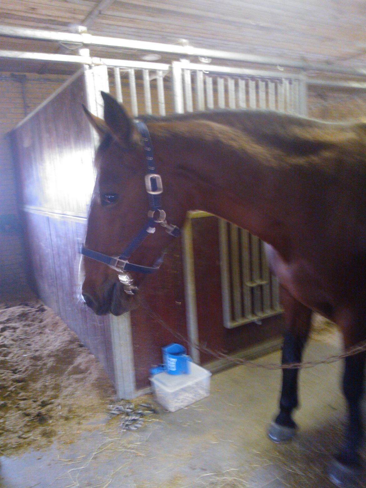 Oldenborg Yasmin (Molique) - Bamsen <3 billede 13