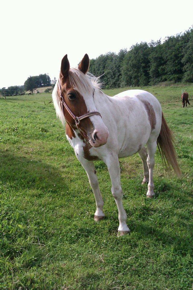 Anden særlig race sally billede 7