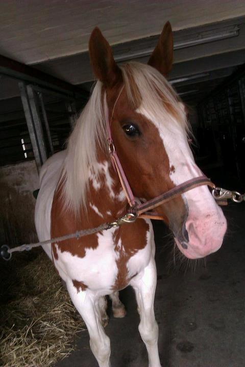 Anden særlig race sally billede 10