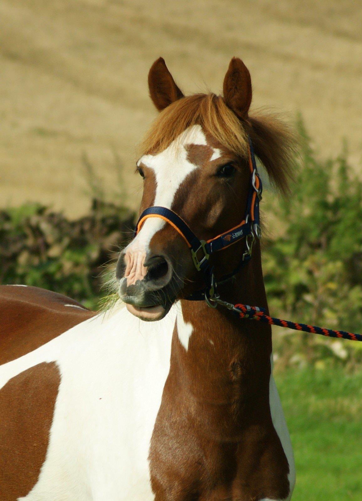 Pinto NM Pimento - Mit eventyr! billede 8