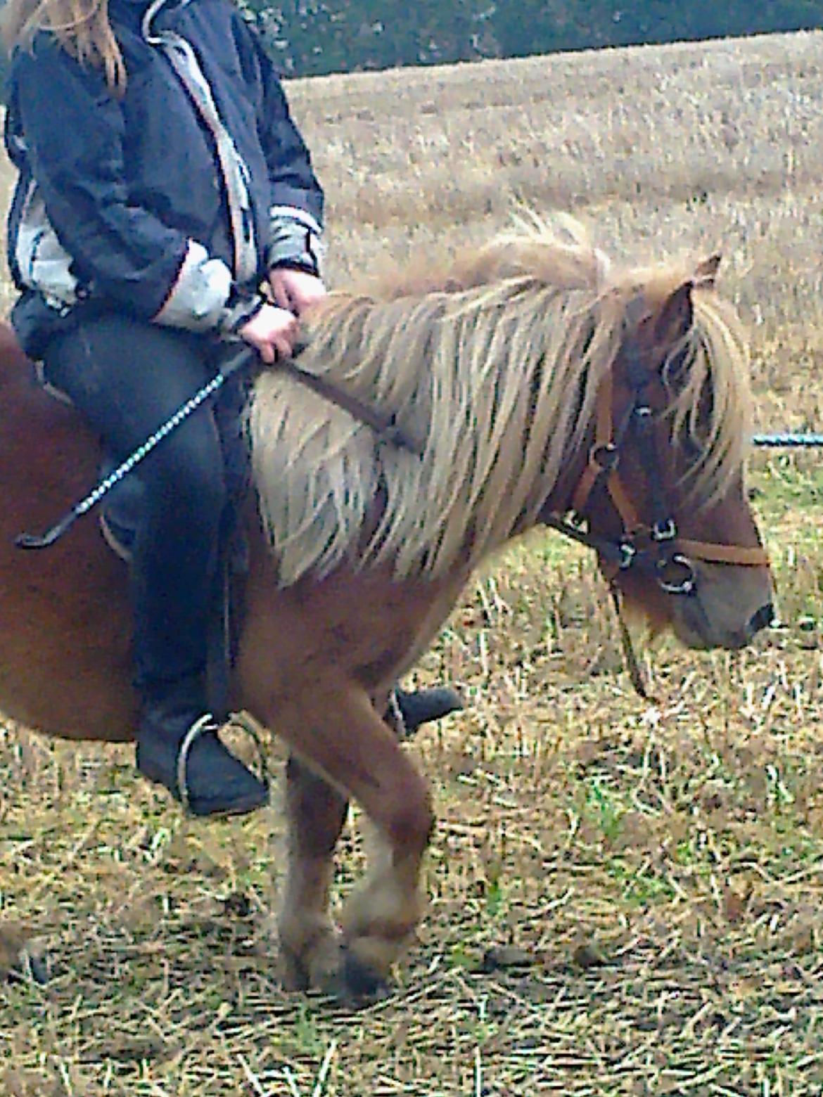 Shetlænder Bitten - En lille ridetur billede 6