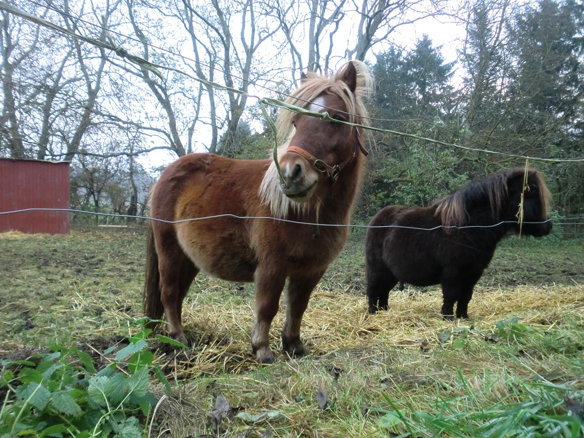 Shetlænder Bitten - Smuksakken billede 7