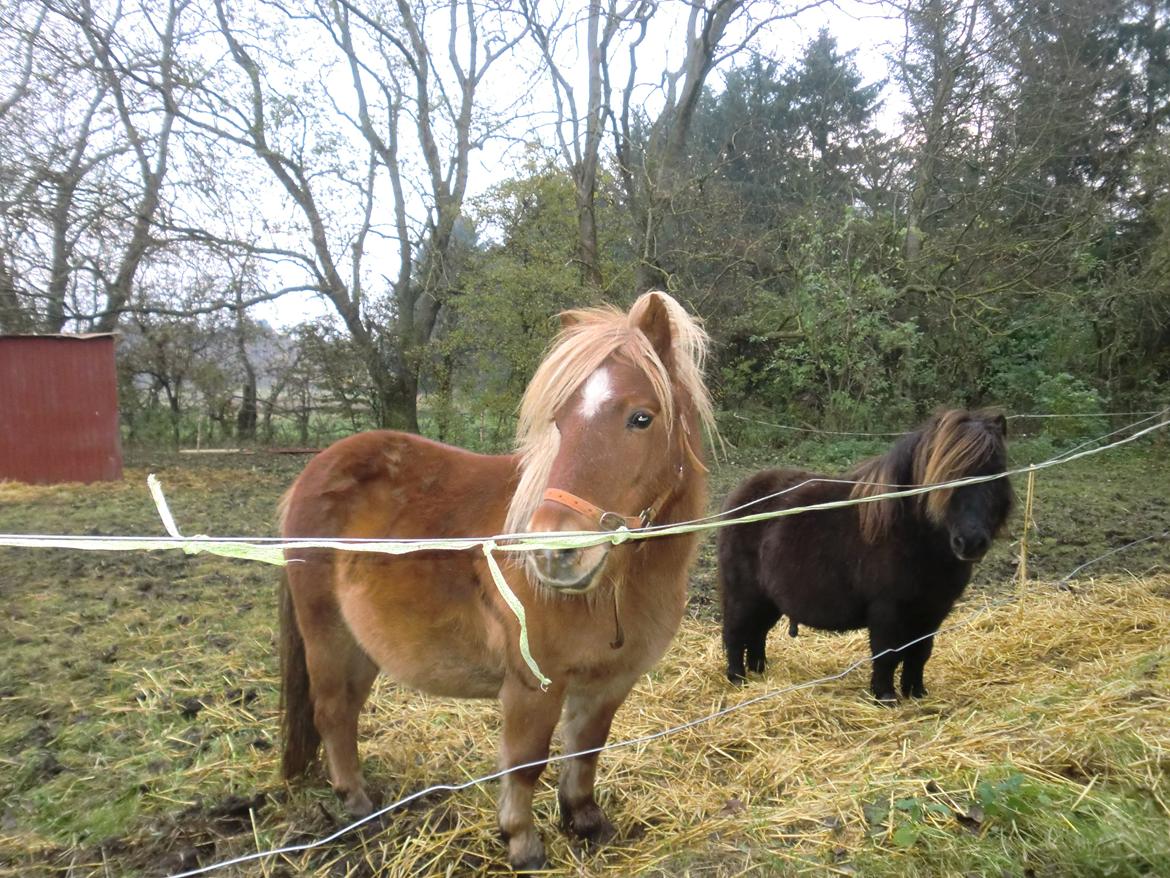 Shetlænder Bitten billede 8