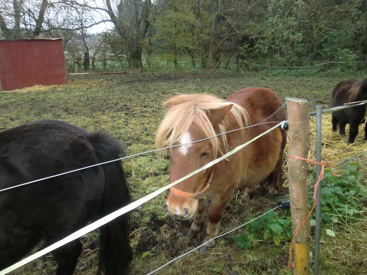 Shetlænder Bitten billede 9