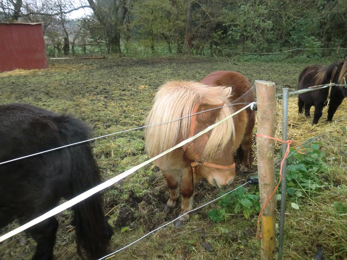 Shetlænder Bitten billede 10