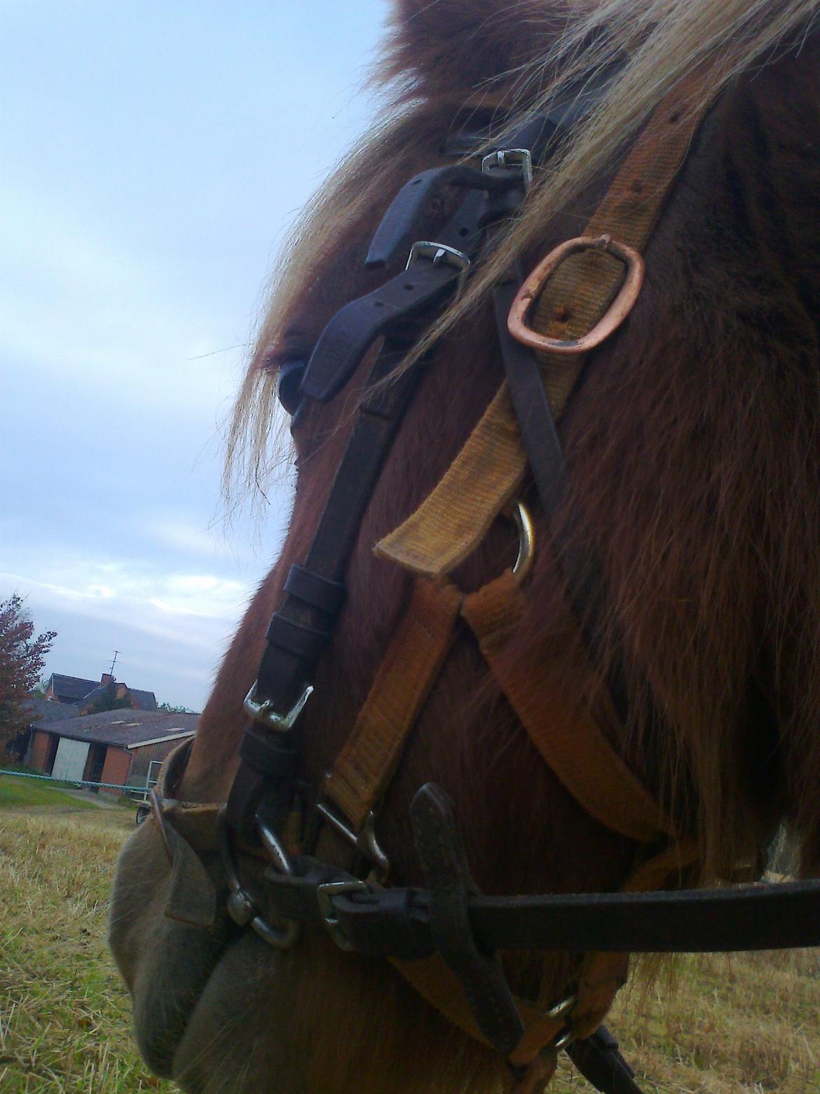 Shetlænder Bitten billede 11