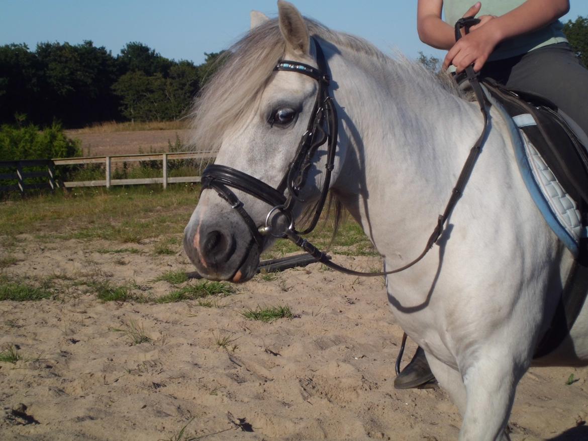 Anden særlig race Valentino ( Valle ) billede 18