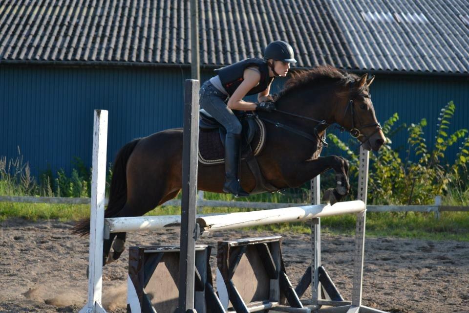 New Forest Glenwood Maple Hill - Træning på Anderup Rideklub D. 29/8
Fantastisk undervisnings time!
Springet er ca 95cm billede 4