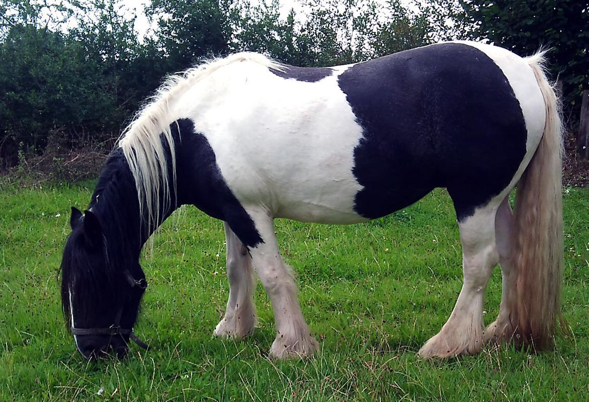 Irish Cob Camilla (Dorit) - Der er græs, så det er okay. billede 16