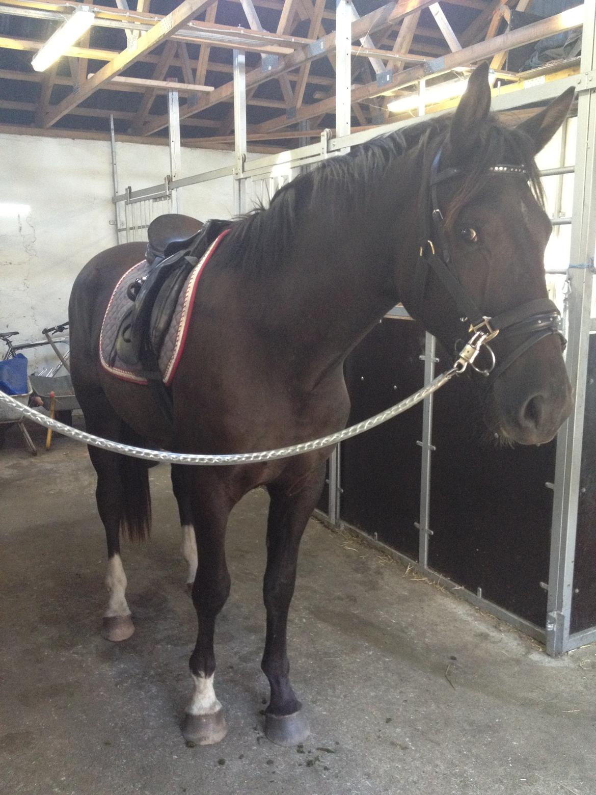 Anden særlig race Colardo billede 18