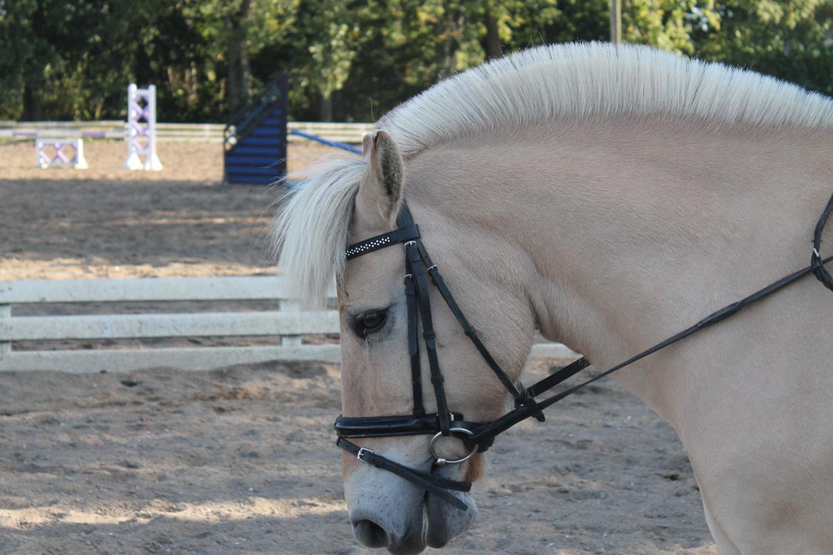 Fjordhest Pepsi Pony - lPeps <3l - 6) Peps smukke hoved <3 Foto: Sille billede 6