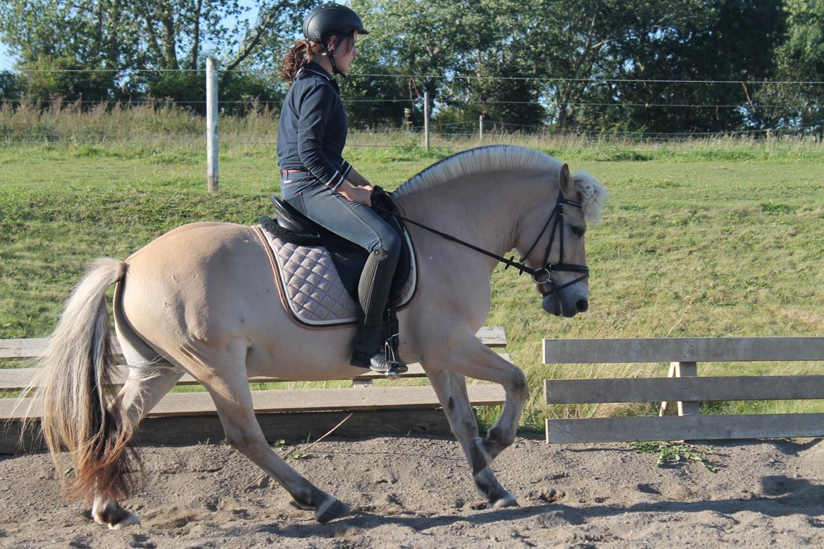 Fjordhest Pepsi Pony - lPeps <3l - 15) :) Foto: Sille  billede 15